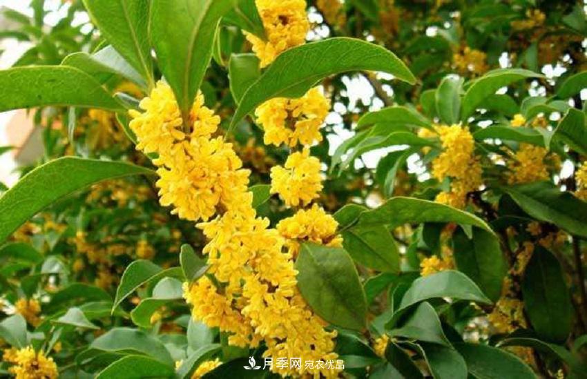 桂花香氣濃郁，但繁殖難？掌握四種方法，明年桂花開(kāi)滿園(圖6)