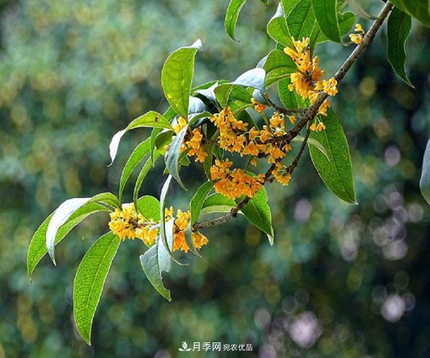 桂花香氣濃郁，但繁殖難？掌握四種方法，明年桂花開(kāi)滿園(圖5)