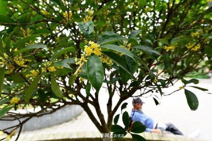 桂花香氣濃郁，但繁殖難？掌握四種方法，明年桂花開(kāi)滿園(圖2)