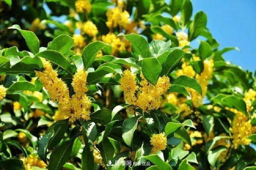 桂花香氣濃郁，但繁殖難？掌握四種方法，明年桂花開(kāi)滿園(圖4)