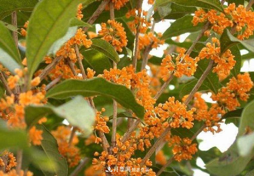 桂花香氣濃郁，但繁殖難？掌握四種方法，明年桂花開(kāi)滿園(圖7)