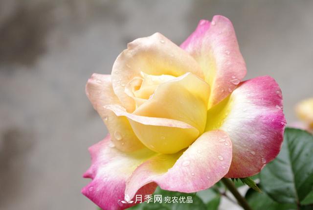 做好五件事，封閉陽(yáng)臺(tái)養(yǎng)月季并不難(圖2)