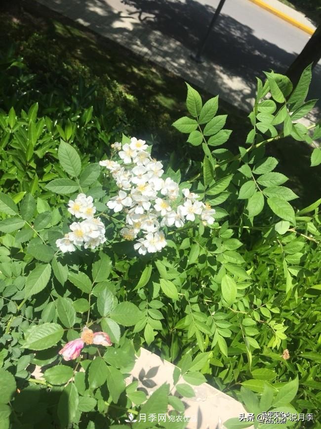 如何買到正版歐月？月季購買防騙手冊，幾招鑒定歐月，拒絕小白花(圖5)