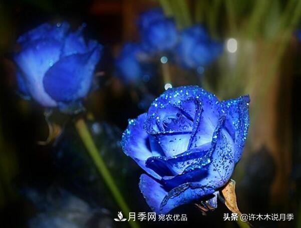 如何買到正版歐月？月季購買防騙手冊，幾招鑒定歐月，拒絕小白花(圖6)