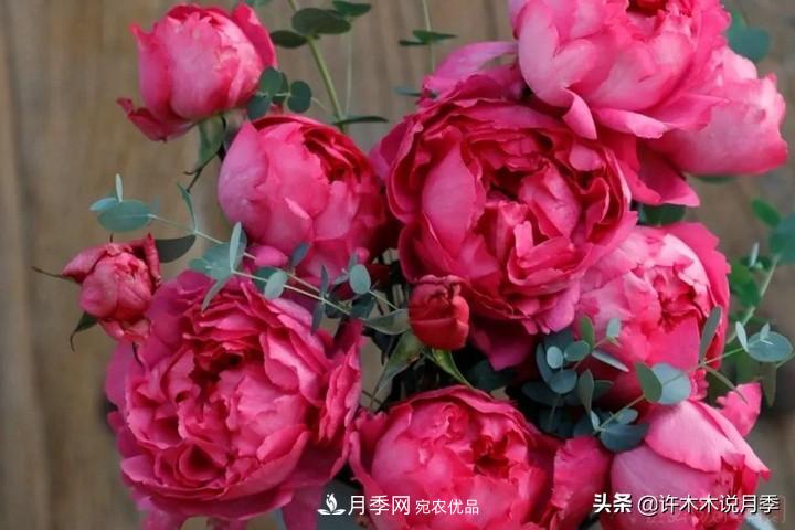 如何買到正版歐月？月季購買防騙手冊，幾招鑒定歐月，拒絕小白花(圖7)