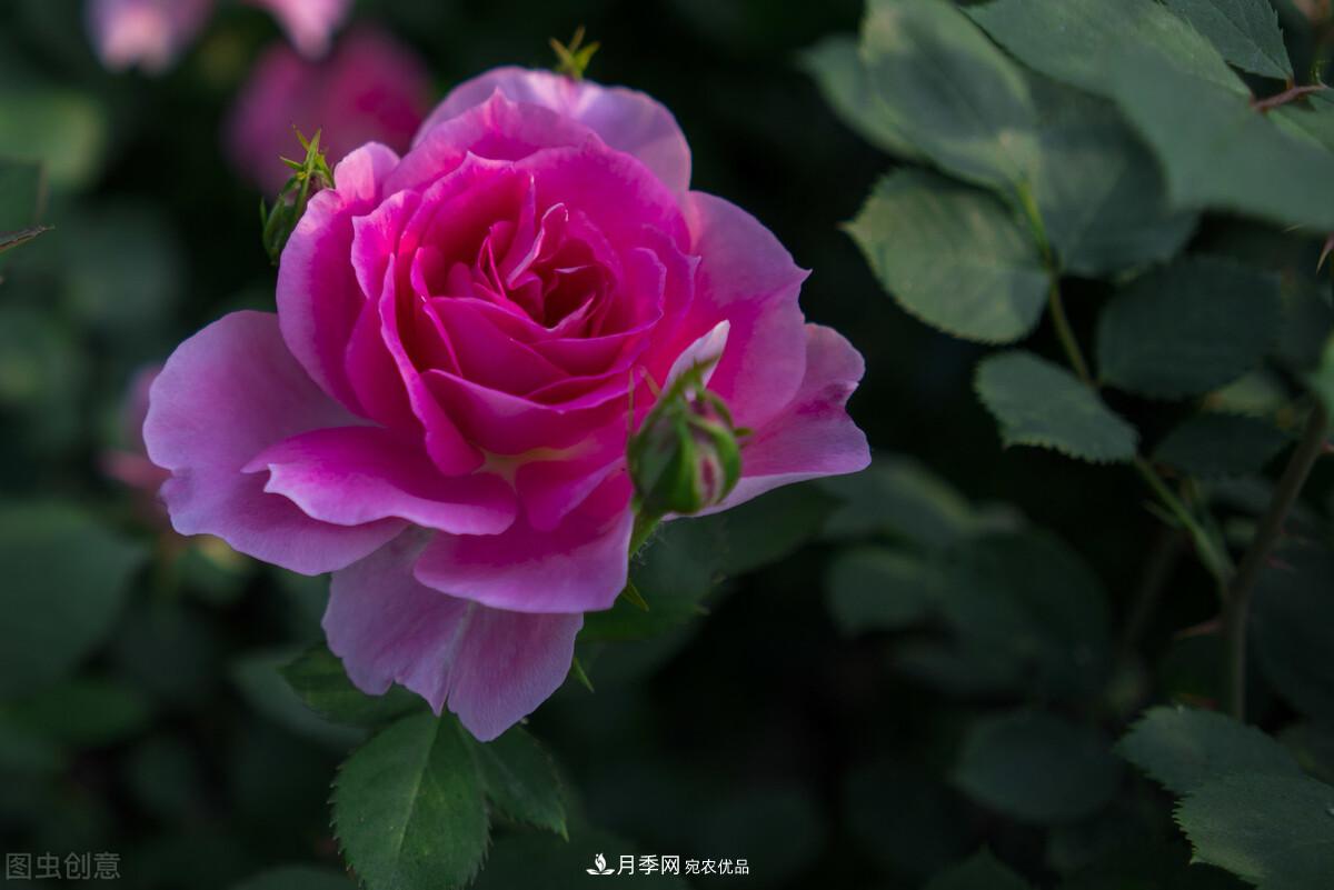南北“公認(rèn)”好養(yǎng)的月季，12個(gè)品種，喜歡就種起來(lái)(圖1)