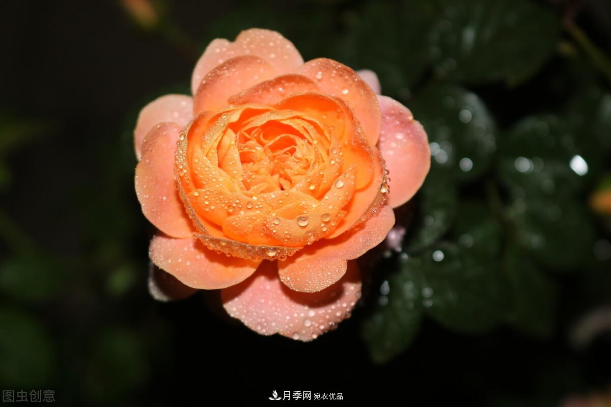 南北“公認(rèn)”好養(yǎng)的月季，12個(gè)品種，喜歡就種起來(lái)(圖2)