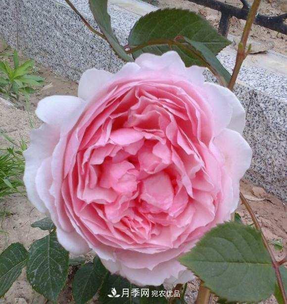 南北“公認(rèn)”好養(yǎng)的月季，12個(gè)品種，喜歡就種起來(lái)(圖9)