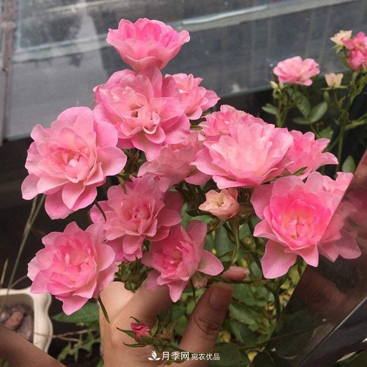 南北“公認(rèn)”好養(yǎng)的月季，12個(gè)品種，喜歡就種起來(lái)(圖12)