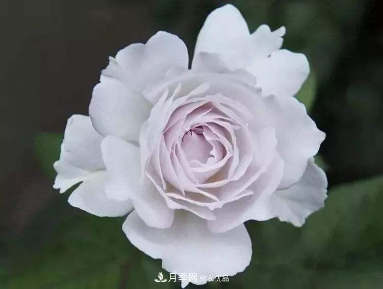 南北“公認(rèn)”好養(yǎng)的月季，12個(gè)品種，喜歡就種起來(lái)(圖11)