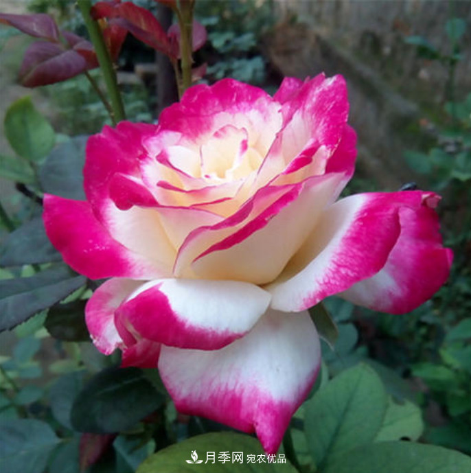 南北“公認(rèn)”好養(yǎng)的月季，12個(gè)品種，喜歡就種起來(lái)(圖13)