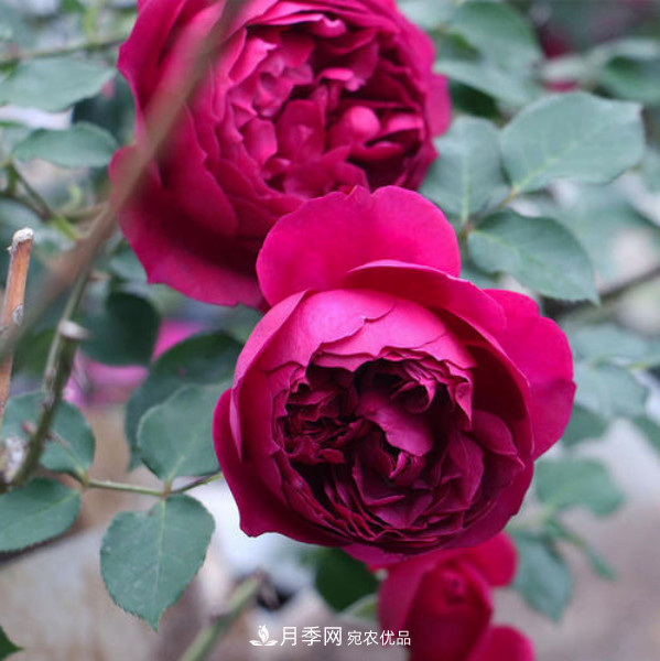 南北“公認(rèn)”好養(yǎng)的月季，12個(gè)品種，喜歡就種起來(lái)(圖10)