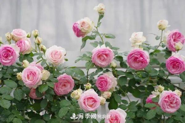 南方地區(qū)為什么養(yǎng)不好藤本月季？3個原因，各個都很“致命”(圖1)