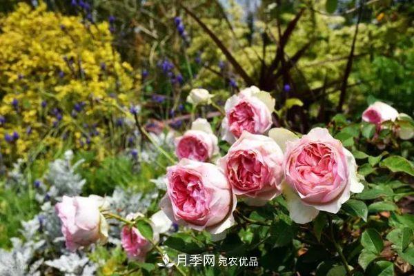 南方地區(qū)為什么養(yǎng)不好藤本月季？3個原因，各個都很“致命”(圖4)