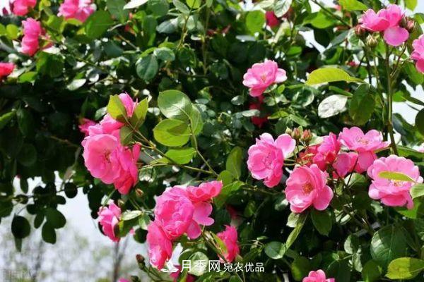 南方地區(qū)為什么養(yǎng)不好藤本月季？3個原因，各個都很“致命”(圖5)