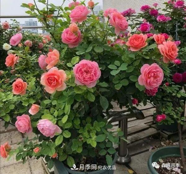月季天冷后怎么養(yǎng)？月季花能開爆盆嗎？具體怎么養(yǎng)護呢？(圖1)