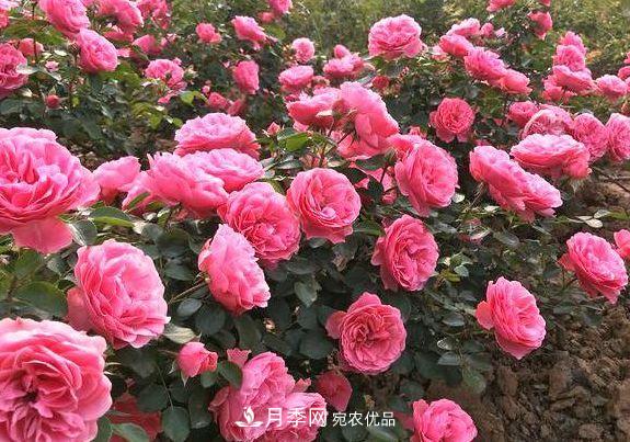 3種花，分別是花中之王、花中之相、花中皇后，哪種才***美的花(圖3)