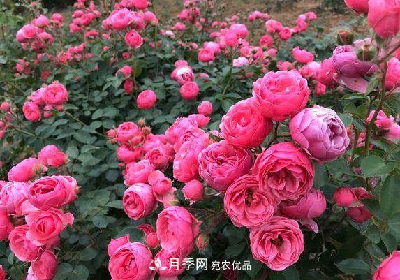 3種花，分別是花中之王、花中之相、花中皇后，哪種才***美的花(圖4)