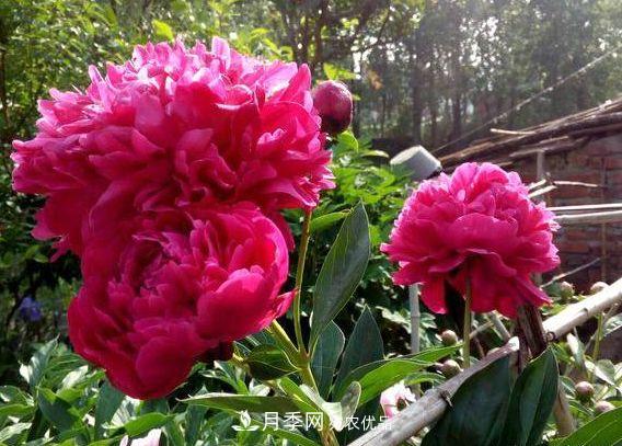 3種花，分別是花中之王、花中之相、花中皇后，哪種才***美的花(圖2)
