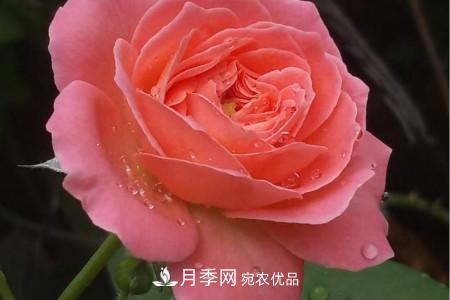 月季花冬天怎么過(guò)冬，冬天怎么剪枝(圖2)