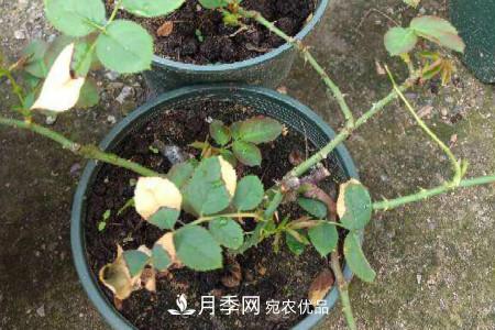 月季花冬天怎么過(guò)冬，冬天怎么剪枝(圖1)