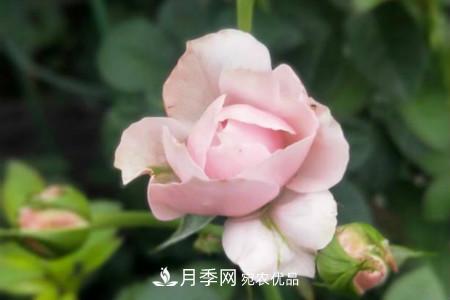 月季花冬天怎么過(guò)冬，冬天怎么剪枝(圖3)