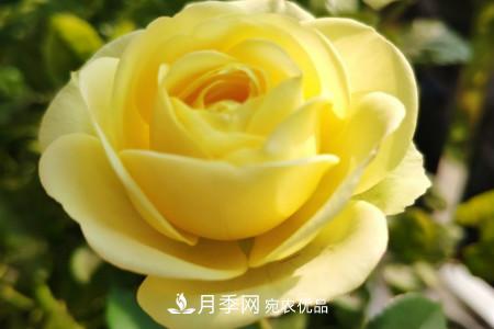 奶油龍沙月季是藤本還是灌木，怎么養(yǎng)？(圖3)