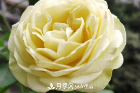 奶油龍沙月季是藤本還是灌木，怎么養(yǎng)？(圖2)
