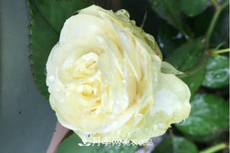 奶油龍沙月季是藤本還是灌木，怎么養(yǎng)？(圖1)