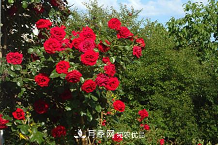 藤本月季怎么搭架子，怎么牽引？(圖1)