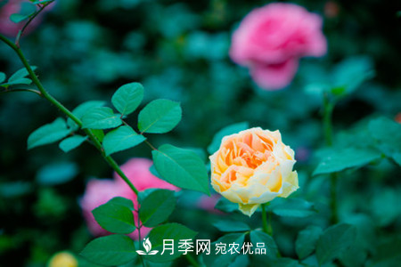 藤本月季怎么搭架子，怎么牽引？(圖2)