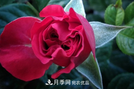 藤本月季怎么搭架子，怎么牽引？(圖3)
