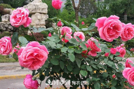 豐花月季的養(yǎng)殖方法和注意事項(圖5)