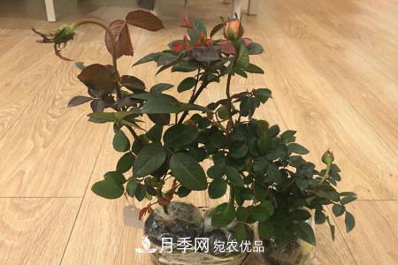 養(yǎng)護(hù)月季小苗要剪掉花苞嗎？(圖1)