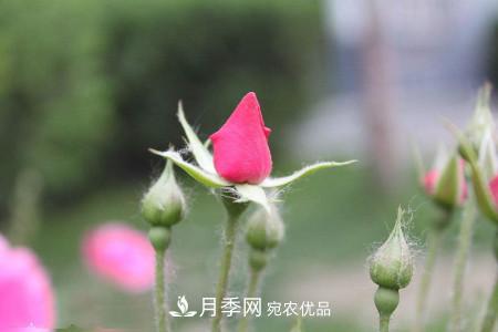 養(yǎng)護(hù)月季小苗要剪掉花苞嗎？(圖2)