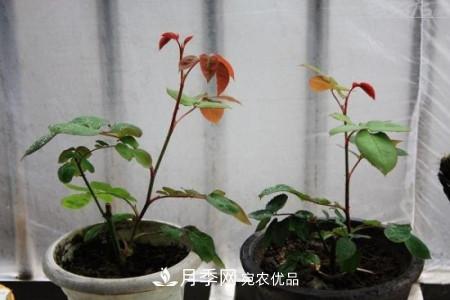 養(yǎng)護(hù)月季小苗要剪掉花苞嗎？(圖3)