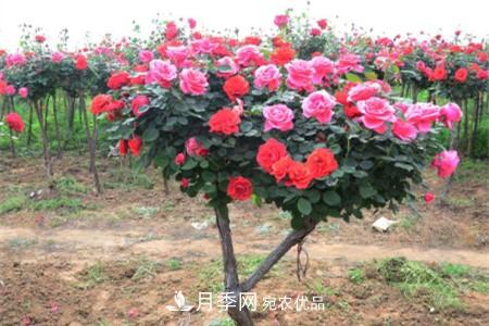 樹狀月季好養(yǎng)嗎，該怎么養(yǎng)護(hù)？(圖1)