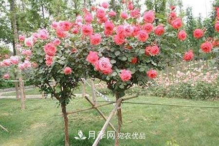 樹狀月季好養(yǎng)嗎，該怎么養(yǎng)護(hù)？(圖2)