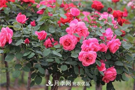 月季樹移栽注意事項？(圖1)