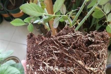 月季樹移栽注意事項？(圖2)