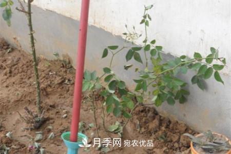 月季樹移栽注意事項？(圖3)