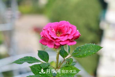 老樁月季/古樁月季移栽注意事項！(圖2)