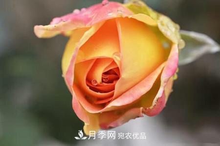 老樁月季/古樁月季移栽注意事項！(圖1)
