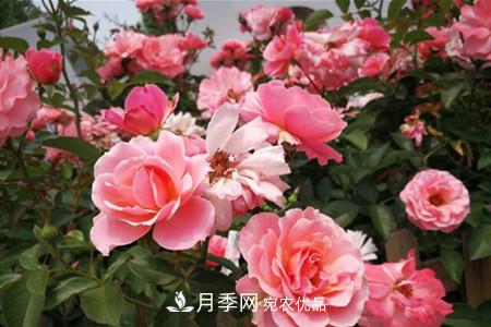 老樁月季/古樁月季移栽注意事項！(圖3)