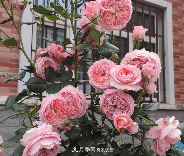 想要月季秋天爆花？9月養(yǎng)護(hù)很關(guān)鍵！做好這3點一盆開出幾十朵花(圖2)