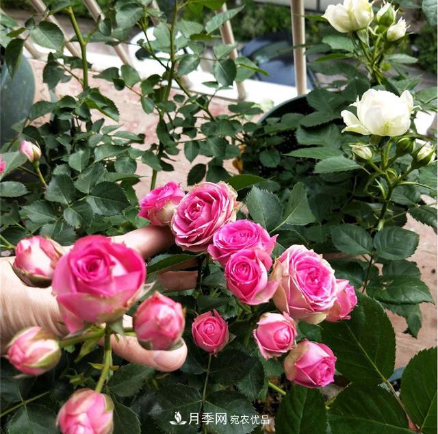 想要月季秋天爆花？9月養(yǎng)護(hù)很關(guān)鍵！做好這3點一盆開出幾十朵花(圖4)