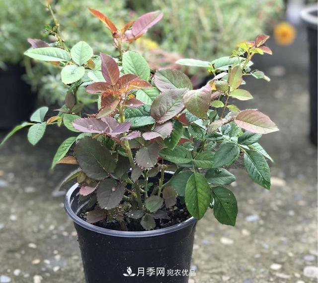 想要月季秋天爆花？9月養(yǎng)護(hù)很關(guān)鍵！做好這3點一盆開出幾十朵花(圖3)