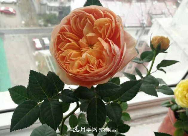 常給月季“施肥”，株型漂亮，花朵大，葉子大又濃綠(圖1)