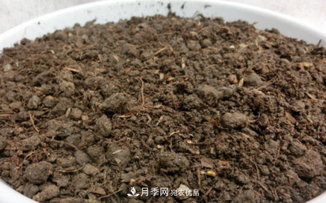常給月季“施肥”，株型漂亮，花朵大，葉子大又濃綠(圖2)