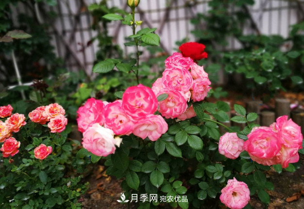 常給月季“施肥”，株型漂亮，花朵大，葉子大又濃綠(圖3)